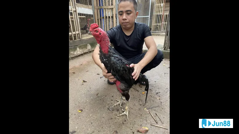 Bế gà đá đúng cách