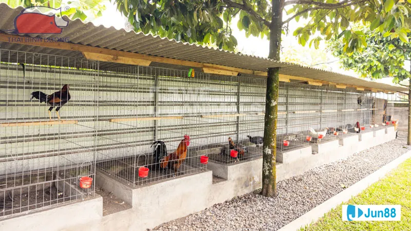 Gà đá dữ dội theo phong cách lai