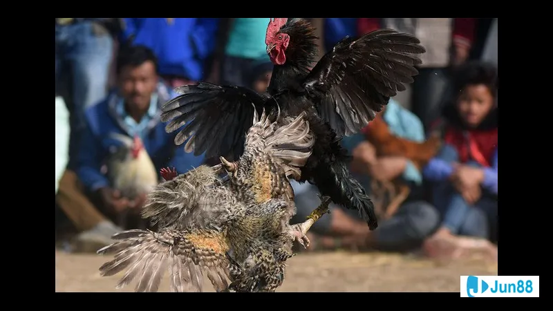 Kỹ thuật đổ gà theo nguyên tắc lai