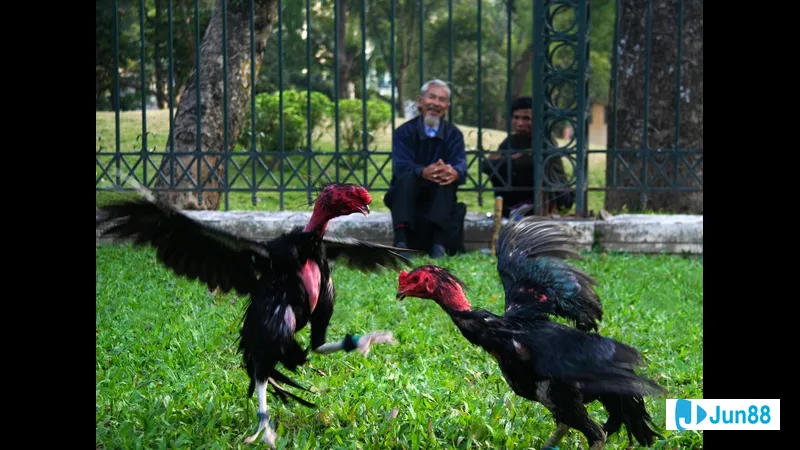 Sức bền bỉ và ổn định