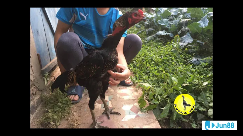 Vũ khí tấn công hiệu quả