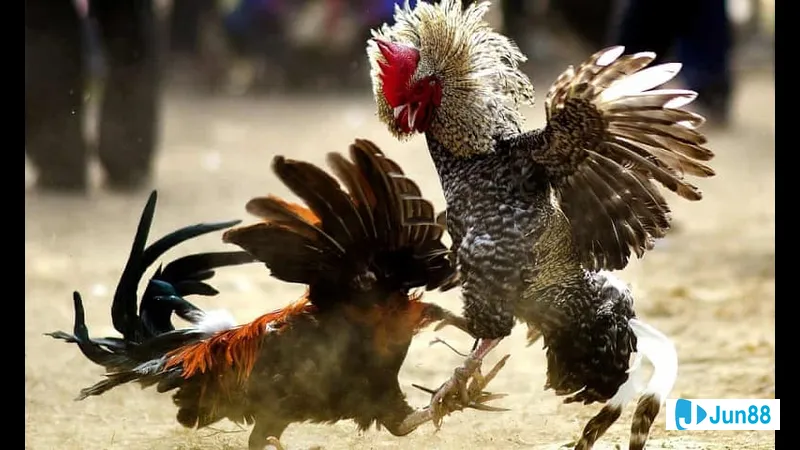 Lối đá sử dụng trong ứng dụng thực