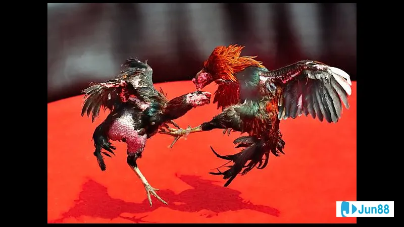 Đặc điểm lối đá gà chọi