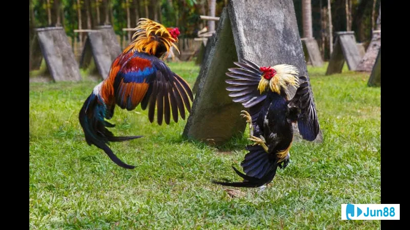 Minh họa cho Lối đá sỏ trong bài