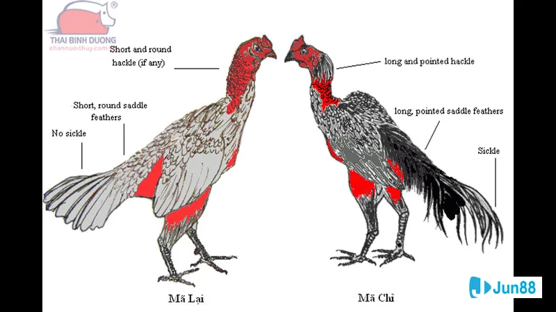 Khả năng khắc chế và bảo vệ
