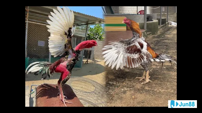 Lối đá mé thiên nhiên đẹp