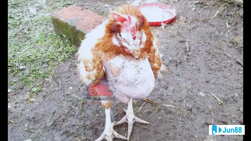 Bài tập gà đá hiệu quả