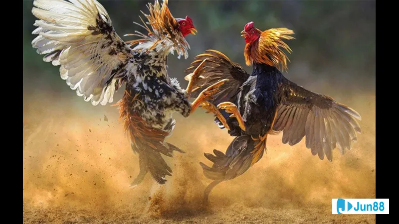 Khu vực nuôi gà sạch sẽ - Chuẩn bị khu