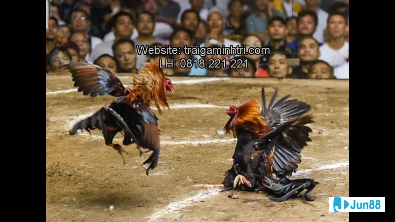 Gà đá Mỹ tập luyện cựa sắt