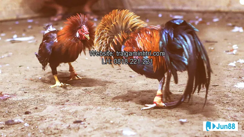 Gà đá Mỹ cựa sắt nuôi trong điều