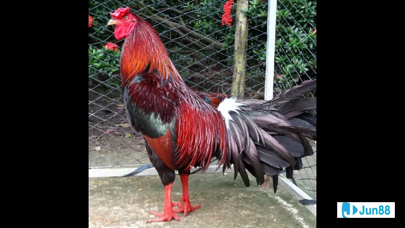 Gà đá Mỹ cựa sắt - Đặc điểm của