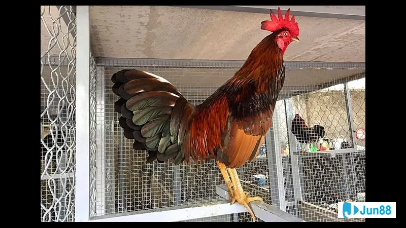 Gà đá Mỹ cựa sắt - Kết luận về