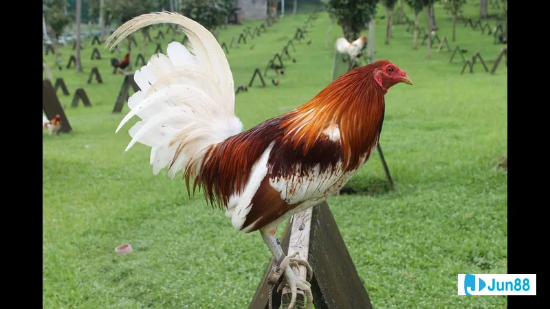 Gà đá chất lượng